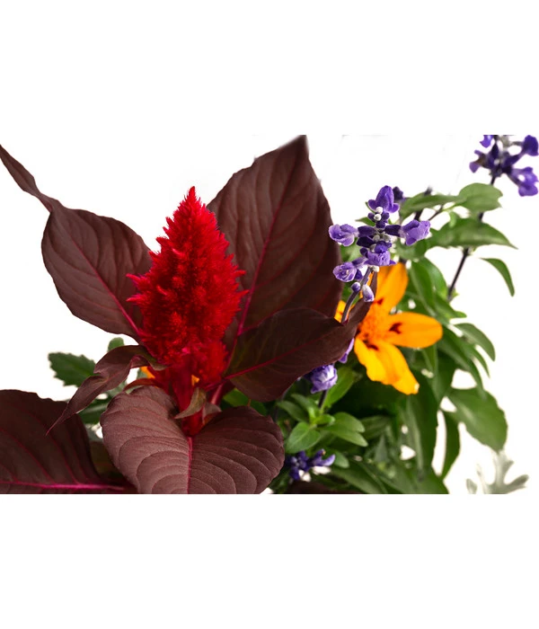 Pflanzen-Quartett Sunset 2 Pflanzen-Quartett Sunset – Bild 2