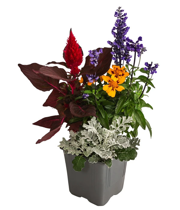 Pflanzen-Quartett Sunset 1 Pflanzen-Quartett Sunset