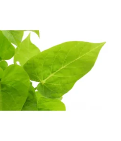 Süßkartoffel, Verschiedene Farben -Pflanzen Promotion Geschäft 8824500 WE DE 001 IpromoeaT12