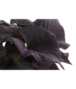 Süßkartoffel, Verschiedene Farben -Pflanzen Promotion Geschäft 8824500 WE DE 002 SuesskartoffelT12