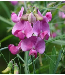 Duftwicke -Pflanzen Promotion Geschäft 8824914 WE DE 001 LathyrusOdoratusRosaPixabay