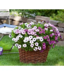 Kapkörbchen, Verschiedene Farben -Pflanzen Promotion Geschäft 8825556 WE FS 001 KapkoerbchenSlOsteospermumEckl