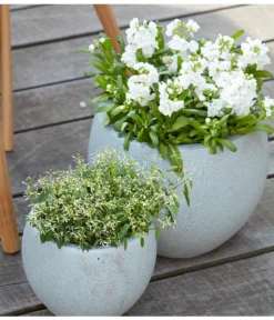 Levkoje, Verschiedene Sorten -Pflanzen Promotion Geschäft 8826083 8823155 PR MO 001 LevkojeMatthiolaEuphorbiaDiamondFrostZauberschneeOlafSzcepaniak