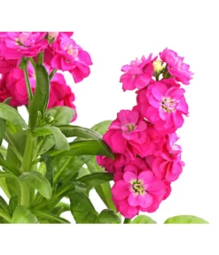 Levkoje, Verschiedene Sorten -Pflanzen Promotion Geschäft 8826083 WE DE 001 MatthiolaLevkojeDehnerExpressHerzig