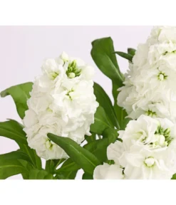 Levkoje, Verschiedene Sorten -Pflanzen Promotion Geschäft 8826083 WE DE 002 MatthiolaLevkojeDehnerExpressHerzig