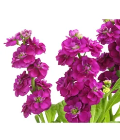 Levkoje, Verschiedene Sorten -Pflanzen Promotion Geschäft 8826083 WE DE 003 MatthiolaLevkojeDehnerExpressHerzig