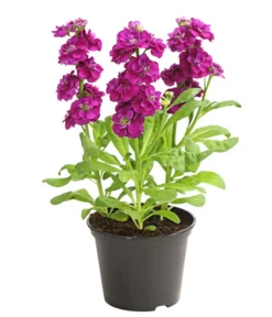 Levkoje, Verschiedene Sorten -Pflanzen Promotion Geschäft 8826083 WE FS 003 MatthiolaLevkojeDehnerExpressHerzig