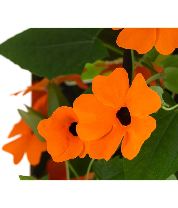 Schwarzäugige Susanne 5 Schwarzäugige Susanne – Bild 5