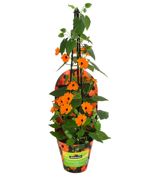 Schwarzäugige Susanne 1 Schwarzäugige Susanne