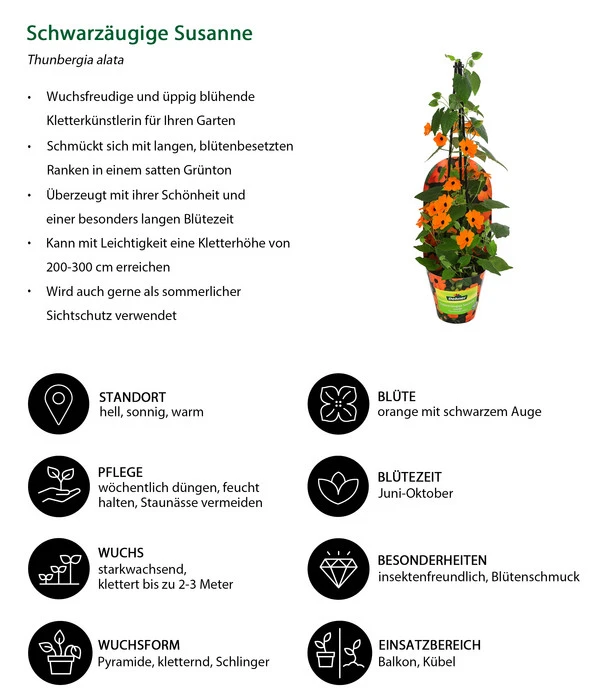 Schwarzäugige Susanne 4 Schwarzäugige Susanne – Bild 4