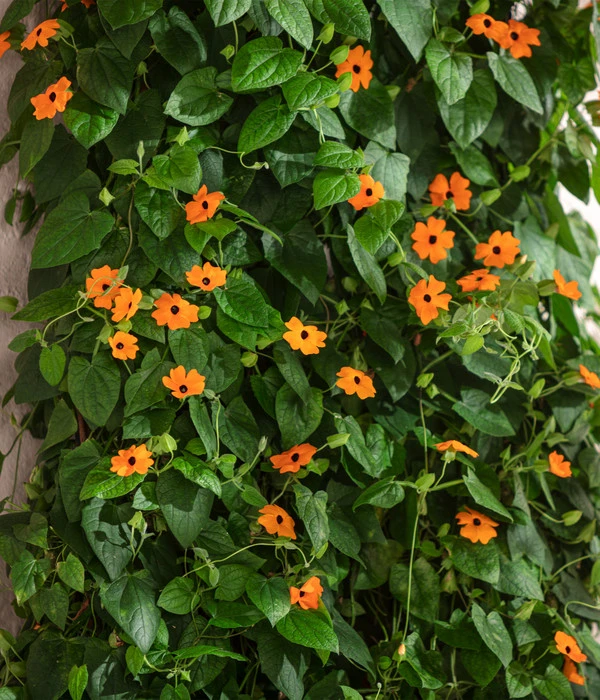 Schwarzäugige Susanne 3 Schwarzäugige Susanne – Bild 3