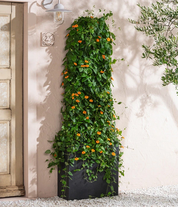 Schwarzäugige Susanne 2 Schwarzäugige Susanne – Bild 2