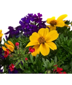 Pflanzenmix Trio Mio 7 Pflanzenmix Trio Mio -Pflanzen Promotion Geschäft 8827016 WE DE 001 TrioMioT13