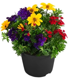 Pflanzenmix Trio Mio