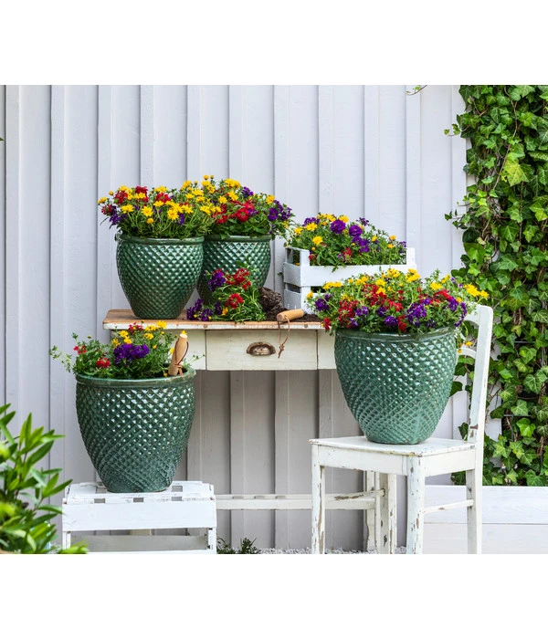 Pflanzenmix Trio Mio 3 Pflanzenmix Trio Mio – Bild 3