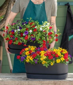 Elho Kunststoff-Topf Greenville, Ca. B20/B18/T49 Cm -Pflanzen Promotion Geschäft 8827016 WE MO 001 SommertrioTrioMio 1