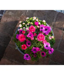 Beet- & Balkonpflanzen-Set Rosa Frühling, 6-teilig -Pflanzen Promotion Geschäft 8827982 WE MO 001 BBSetFruehjahrRosa