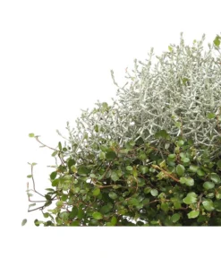 Mueca - Gitterkraut Und Mühlenbeckia -Pflanzen Promotion Geschäft 8829772 PR DE 0001 GitterkrautMuecaMuehlenbeckiaDehnerHerzig