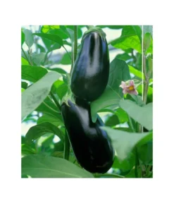Dehner Gourmet Garten Aubergine, Veredelt -Pflanzen Promotion Geschäft 8830051 BildFS 001 AubergineCarmenGgAubergineCarmen