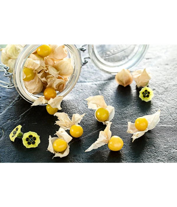 Dehner Ananaskirsche Physalis 2 Dehner Ananaskirsche Physalis – Bild 2