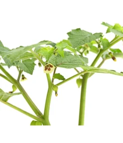 Dehner Ananaskirsche Physalis 11 Dehner Ananaskirsche Physalis -Pflanzen Promotion Geschäft 8830069 WE DE 001 AnanaskirschePhysalisPhysalisPreciosaT12DehnerExpressHerzig