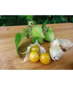 Dehner Ananaskirsche Physalis 9 Dehner Ananaskirsche Physalis -Pflanzen Promotion Geschäft 8830069 WE MO 001 AnanaskirschePhysalis
