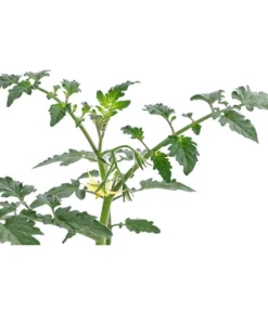 Zuckertomate, Orange 9 Zuckertomate, Orange -Pflanzen Promotion Geschäft 8830101 WE DE 003 ZuckertomateOrangeResistent