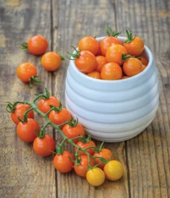 Zuckertomate, Orange 8 Zuckertomate, Orange -Pflanzen Promotion Geschäft 8830101 WE MO 002 Zuckertomate