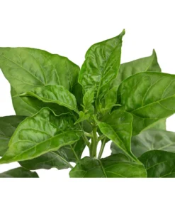 Chili 'Habanero', Rot -Pflanzen Promotion Geschäft 8830333 WE DE 002 ChiliHabaneroRot