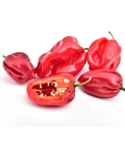 Chili 'Habanero', Rot -Pflanzen Promotion Geschäft 8830333 WE FS 001 ChiliHabaneroRot