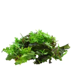 Bio Asia Wildkräuter Im Pottburri®-Topf -Pflanzen Promotion Geschäft 8830473 WE DE 002 BioPBAsiaWildkraeuter