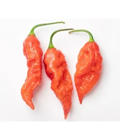 Geisterchili -Pflanzen Promotion Geschäft 8830630 WE DE 001 IndischerGeisterchili