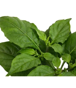 Geisterchili -Pflanzen Promotion Geschäft 8830630 WE DE 002 IndischerGeisterchili