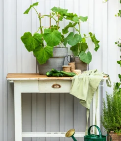 Bioland Gurke, Veredelt -Pflanzen Promotion Geschäft 8830663 WE MO 002 Gurke CucurbitaePepoZucchiniGruen 1