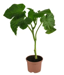 Bestseller -Pflanzen Promotion Geschäft 8830788 WE FS 001 Schlangengurke