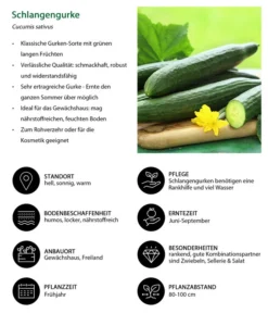 Schlangengurke -Pflanzen Promotion Geschäft 8830788 WE IG 001 Schlangengurke