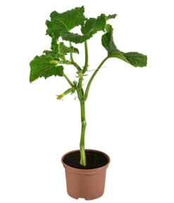 Pflanzen Promotion Geschäft -Pflanzen Promotion Geschäft 8830960 WE FS 001 SnackgurkeDehnerExpressHerzig