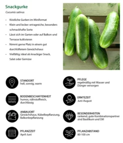 Snackgurke -Pflanzen Promotion Geschäft 8830960 WE IG 001 Snackgurke