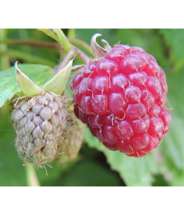 Dehner Gourmet Garten Himbeere 'Homecane®' 1 Dehner Gourmet Garten Himbeere 'Homecane®'