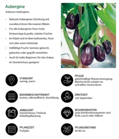 Aubergine -Pflanzen Promotion Geschäft 8831380 WE IG 001 Aubergine