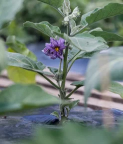 Aubergine -Pflanzen Promotion Geschäft 8831380 WE MO 002 SolanumAubergineBluete