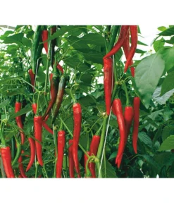 Rote Peperoni, Scharf 9 Rote Peperoni, Scharf -Pflanzen Promotion Geschäft 8831687 WE DE 001 CapsicumAnnuumFireflameVolmary