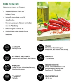 Rote Peperoni, Scharf 11 Rote Peperoni, Scharf -Pflanzen Promotion Geschäft 8831687 WE IG 001 RotePeperoni