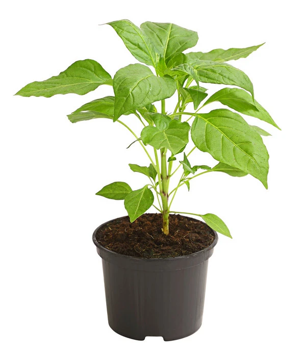 Milde Peperoni 2 Milde Peperoni – Bild 2