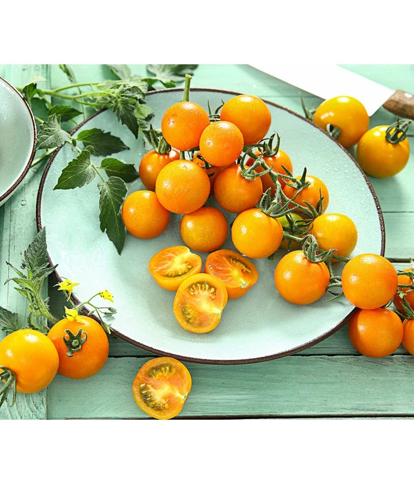 Cherrytomate 'Sungold' 1 Cherrytomate 'Sungold'