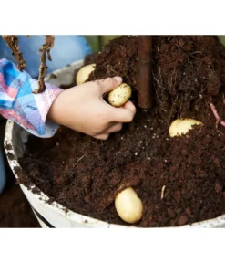 TomTato® Tomatenkartoffel 10 TomTato® Tomatenkartoffel -Pflanzen Promotion Geschäft 8832859 WE DE 009 TomtatoTomoffel