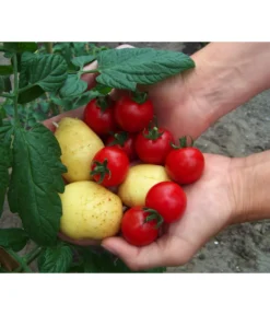 TomTato® Tomatenkartoffel 9 TomTato® Tomatenkartoffel -Pflanzen Promotion Geschäft 8832859 WE MO 010 TomtatoTomoffel