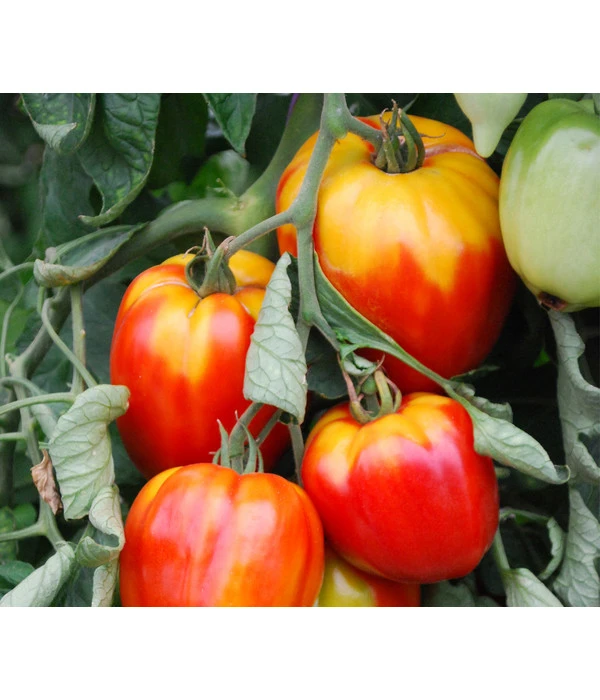 Ochsenherztomate 'Fleurette' 1 Ochsenherztomate 'Fleurette'