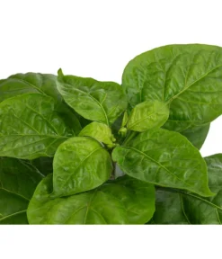 Chili 'Habanero', Orange -Pflanzen Promotion Geschäft 8833543 WE DE 002 ChiliHabaneroOrange