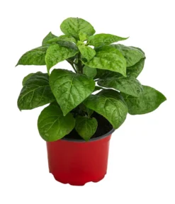 Pflanzen Promotion Geschäft -Pflanzen Promotion Geschäft 8833543 WE FS 002 ChiliHabaneroOrange